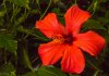 Hibiskus.jpg