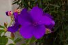 Tibouchina urvilleana.jpg