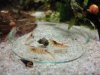 DSC00077.JPG