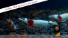 JustBee_PRL_Shrimps-4.png