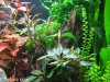 bucephalandra_bluete01.jpg bucephalandra_bluete01.jpg