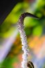 Aponogeton 2.jpg Aponogeton 2.jpg