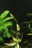 Pogostemon stellatus octopus.jpg Pogostemon stellatus octopus.jpg