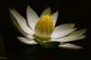 Tigerlotus Blüte.jpg Tigerlotus Blüte.jpg