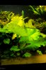 Tigerlotus Knospe.jpg Tigerlotus Knospe.jpg