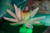 Tigerlotus volle Blüte.jpg Tigerlotus volle Blüte.jpg
