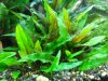 Crypto wendtii green.JPG Crypto wendtii green.JPG