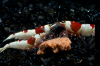 JustBee-PRL-Shrimps-vivarium2.png