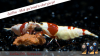 JustBee-PRL-Shrimps-vivarium1.png