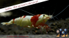 JustBee-PRL-Shrimps3.png