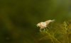 IMG_0104 - Kopie.JPG
