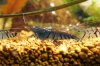 DSC01711a.jpg