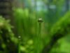 Eriocaulon Blüte.jpg Eriocaulon Blüte.jpg