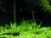Eriocaulon_blüht_1.jpg Eriocaulon_blüht_1.jpg