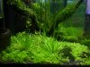 Eriocaulon_blüht_2.jpg Eriocaulon_blüht_2.jpg