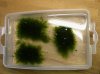 Fissidens_Oxy1.jpg Fissidens_Oxy1.jpg