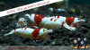 JustBee-PRL-Shrimps-12014.png