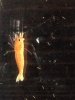 ImageUploadedByTapatalk1420565007.118373.jpg ImageUploadedByTapatalk1420565007.118373.jpg