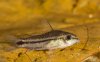Corydoras pygmaeus.jpg