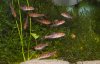 Schwarm Barbus fasciolatus.jpg