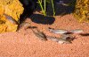 Schwarm Micronemacheilus cruciatus.jpg