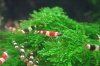 shrimp5.jpg shrimp5.jpg