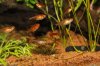 5 Hyphessobrycon amandae.jpg