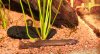 8 Pangio anguillaris.jpg 8 Pangio anguillaris.jpg