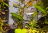9 Danio erythrommicron.jpg