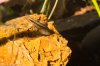 11 Corydora pygmaeus.jpg