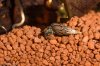 13 Turmdeckelschnecke.jpg