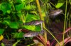 10 Micronemacheilus cruciatus.jpg