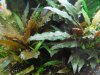 Crypto undulata broad Leaf.JPG Crypto undulata broad Leaf.JPG