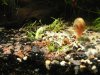 Utricularia graminifoliaP1220477.jpg Utricularia graminifoliaP1220477.jpg