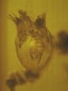Nauplius2.jpg Nauplius2.jpg