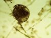 Chydorus sphaericus 2.jpg Chydorus sphaericus 2.jpg