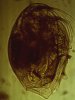 Chydorus sphaericus c.jpg Chydorus sphaericus c.jpg
