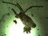 Hydra sp.1.jpg Hydra sp.1.jpg