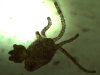 Hydra sp.6.jpg Hydra sp.6.jpg