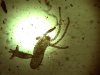 Hydra sp.9.jpg Hydra sp.9.jpg