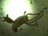 Hydra sp.11g.jpg Hydra sp.11g.jpg