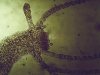 Hydra sp.12 b.jpg Hydra sp.12 b.jpg