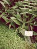 Microsorium pteropus01.jpg Microsorium pteropus01.jpg