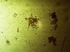 Copepodenlarve.jpg Copepodenlarve.jpg