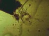 Nauplius3.jpg Nauplius3.jpg