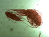 Copepoden 3.jpg Copepoden 3.jpg