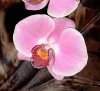 orchidee3.jpg