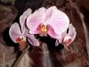 orchidee4.jpg