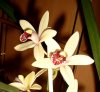 orchidee6.jpg