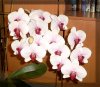 orchidee7-klein.jpg